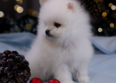 Teddy bear boo Pomeranian yavrularımız